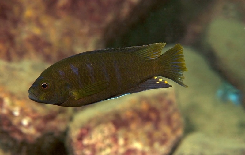 Iodotropheus sp. 'londo' Mesule Point